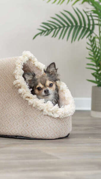 hund in hoehle hundezubehoer katze